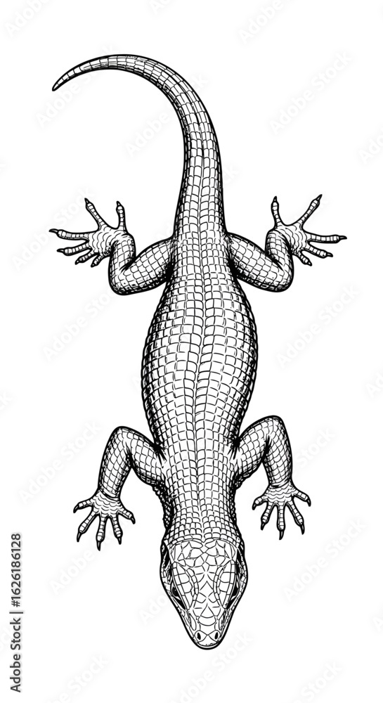 Naklejka premium Detailed black and white line drawing of a lizard viewed from above.