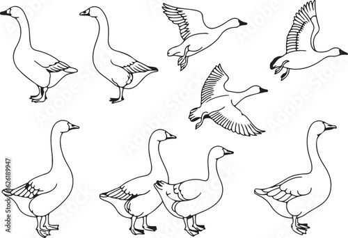 Geese in various poses including flying and standing birds waterfowl
