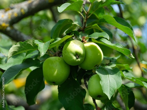 Green apples growing on an apple tree.