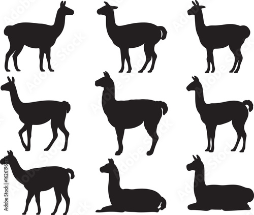 Black llama silhouettes standing and resting animal