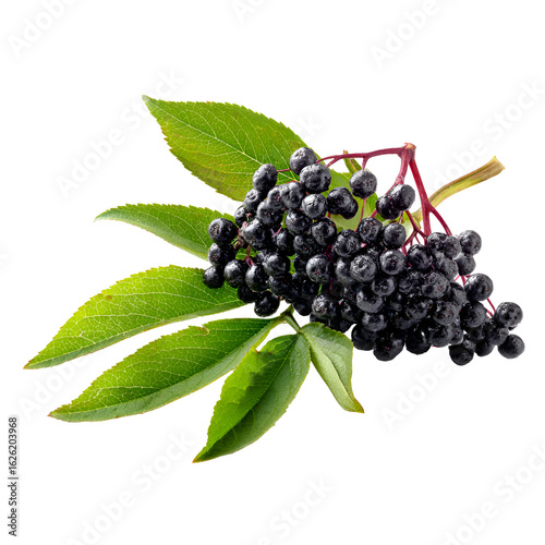 Ripe Elderberries on Branch with Green Leaves Dark Background