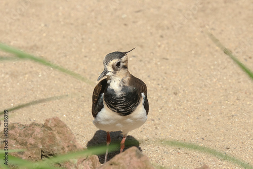 Ein Europäischer Kiebitz, Vanellus vanell, Regenpfeifer