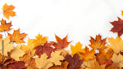 Colorful autumn maple leaves forming a natural border on a white background