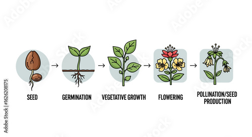 Plant Life Cycle Stages Seed to Pollination and Seed Production.