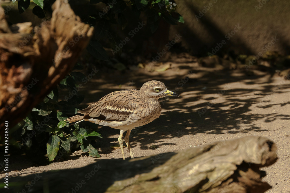 Fototapeta premium Ein Europäischer Triel, Stone Curley, Burhinus cedicnemus