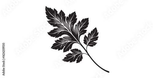 Detailed black and white botanical illustration of a fern frond silhouette