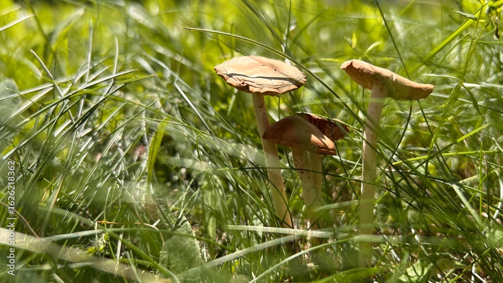 Fototapeta premium Poisonous mushrooms in the grass