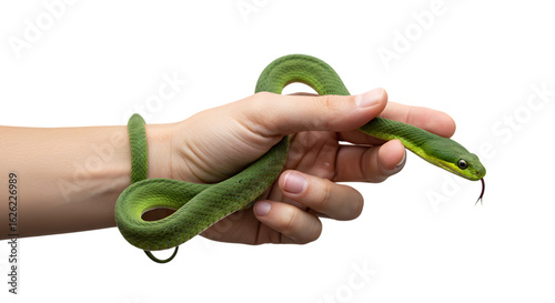 Green Snake Wrapped Around Hand – Reptile Close-Up on Transparent Background