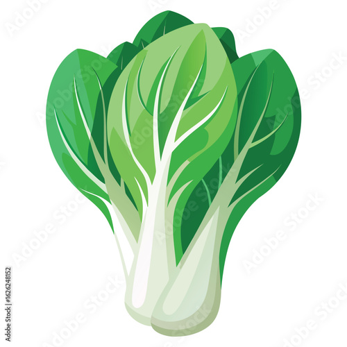A head of bok choy, its white stems and green leaves defined, isolated on a clean white background, a fresh food.