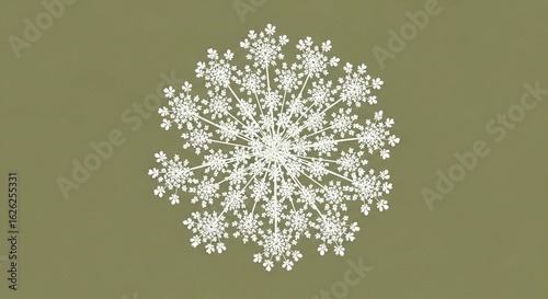 A delicate white Queen Anne's Lace flower head displays its intricate, symmetrical pattern against a solid olive green background.