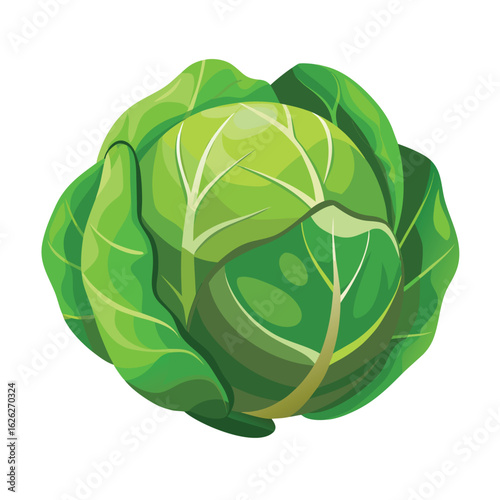 A small, vibrant brussels sprout with tightly packed leaves, a clean, isolated and healthy vegetable.