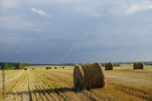 Cereal field and forest. Horizon. Beautiful clouds in the blue sky. Rural land. Bales of collected straw.