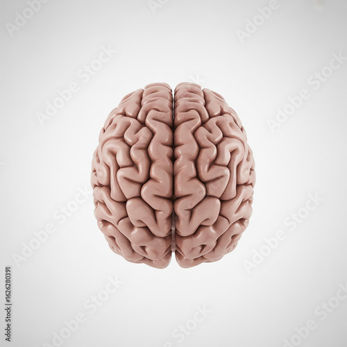 human brain on white background