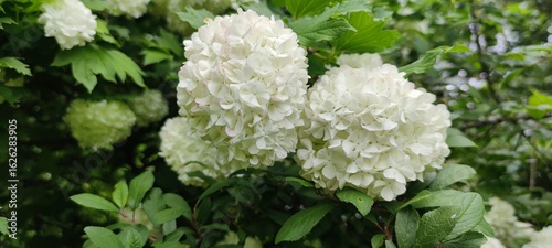 Wallpaper Mural Blooming snowball viburnum in spring garden Torontodigital.ca