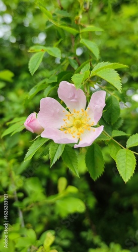 Wallpaper Mural Wild rose blossom in natural light Torontodigital.ca