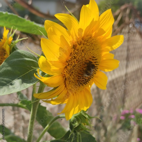 Wallpaper Mural Bumblebee Pollinating a Sunflower in Bright Summer Sunlight Torontodigital.ca
