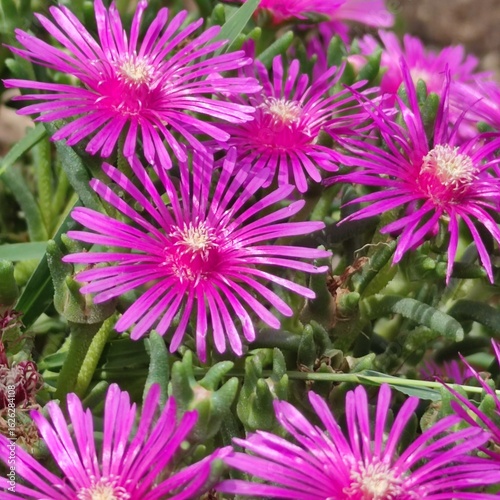 Wallpaper Mural Delosperma cooperi Flower in Full Summer Bloom Torontodigital.ca
