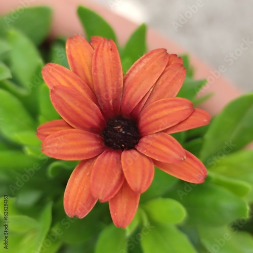 Wallpaper Mural Caramel-colored African daisy in close-up – warm-toned floral macro Torontodigital.ca