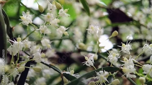 A tiny stingless bee actively collects nectar and pollinates delicate white Asparagus racemosus flowers in a tropical garden. Closeup macro wildlife footage showcasing natural pollination