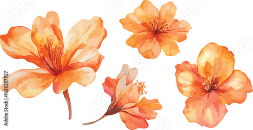 Vibrant watercolor painting of four delicate orange flowers with detailed petals on a white background