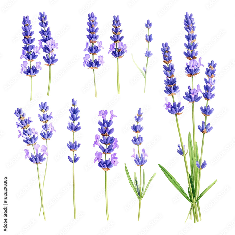 Fototapeta premium Lavender flowers on white background.