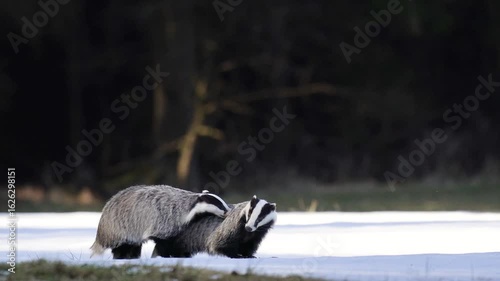 Two badgers are laying in the snow. Winter nature in European forest.