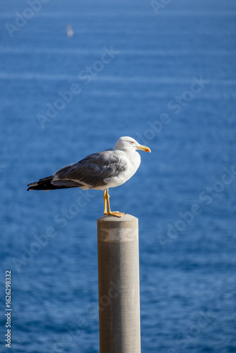 A photo of a seagul sitting on a post in front of the ocean