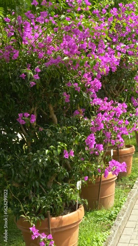Wallpaper Mural Blooming Purple Bougainvillea Flowers in Sunlight. Vertical video Torontodigital.ca
