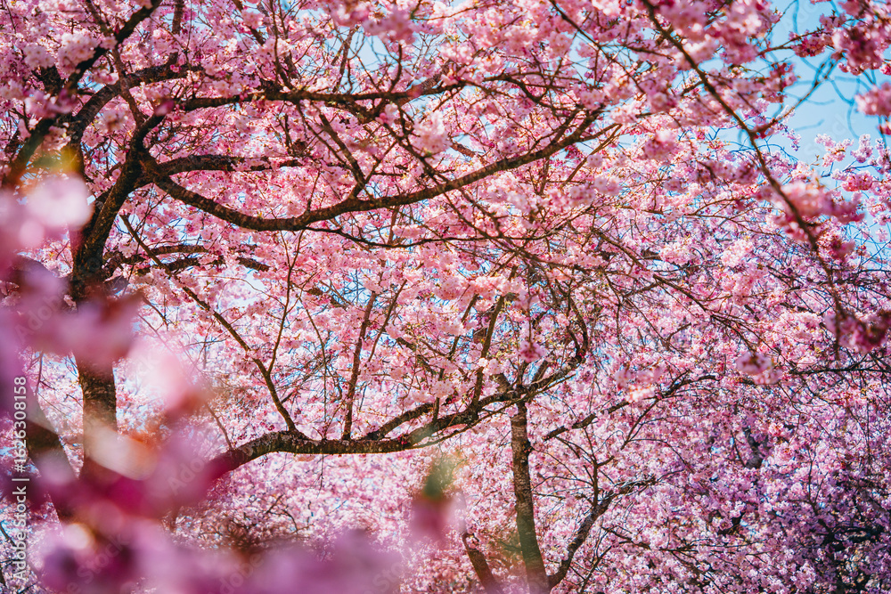 Fototapeta premium Kirschblüte in voller Pracht im Frühling in Laupheim, Oberschwaben. Blühende Bäume unter blauem Himmel entlang eines Weges – ein idyllisches Naturerlebnis.