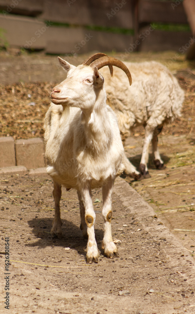 Portrait of an adult white goat. Frontal portrait of a goat with its head slightly raised. Goat in a pen. Traditional farm animal. Portrait of an adult white goat. Frontal portrait of a goat with its head slightly raised. Goat in a pen. Traditional farm animal.