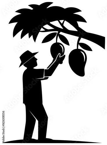 mango hanging from tree and being picked by farmer on kitchen counter served as smoothie