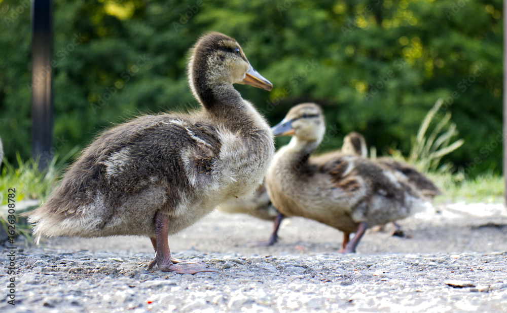 Obraz premium Young curious ducklings. Ducklings with soft fluffy feathers. Ducklings in the wild. Ducklings on the sidewalk in the park near the river.