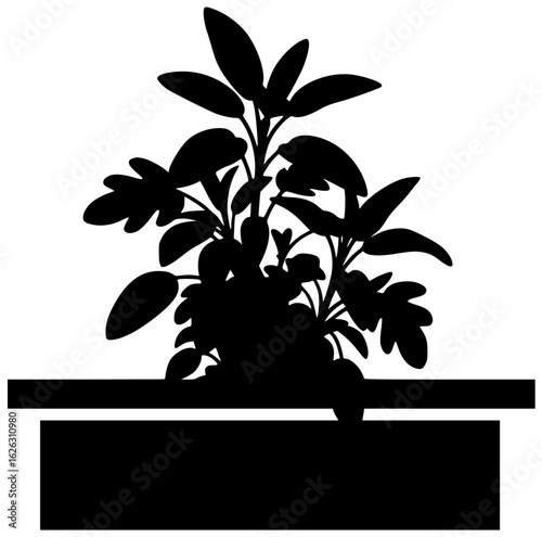 Sage plant in a garden with plant in a pot on a windowsill in kitchen