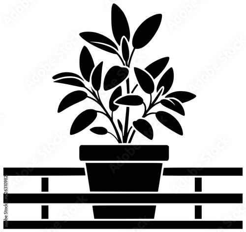 Sage plant in a garden with plant in a pot on a windowsill in kitchen