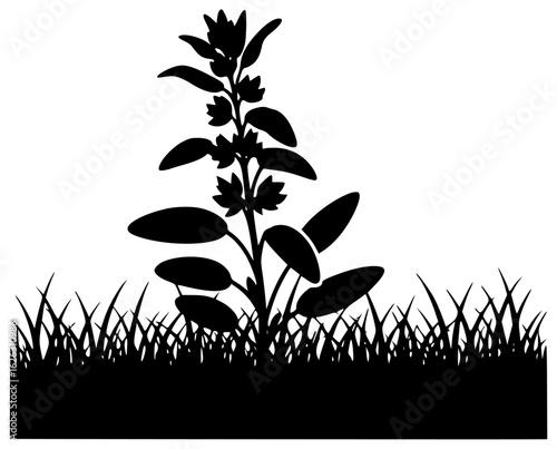 Sage plant in a garden with plant in a pot on a windowsill in kitchen