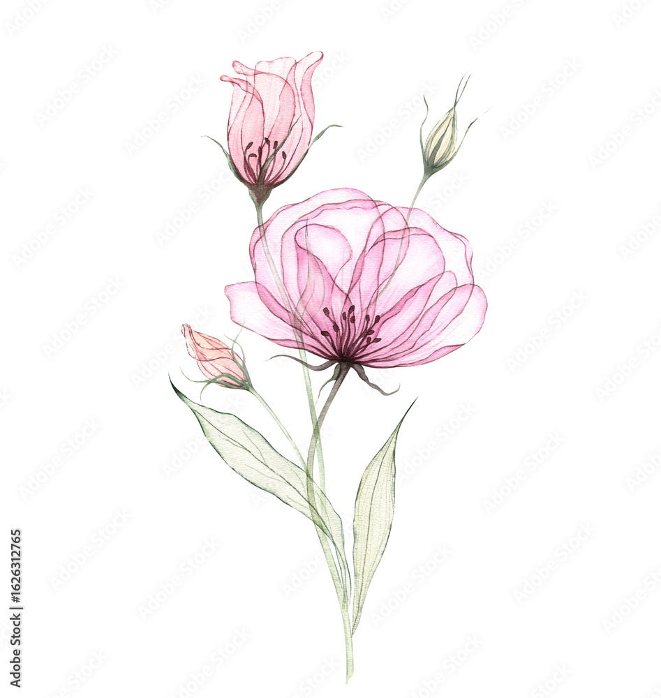 Fototapeta premium Watercolor transparent eustoma flowers isolated on white. Hand painted botanical illustration of pink and blush pastel colors floral composition. Botanical ptint for cards, wedding design, wall art.