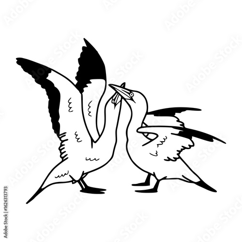 pair of gannets preening or bonding illustration