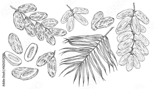 Hand drawn date leaves, fresh and dried fruits, branch, palm sketches set. Vintage dehydrated date fruits in engraved style. Delicious healthy dessert. Realistic oriental sweets vector illustrations.