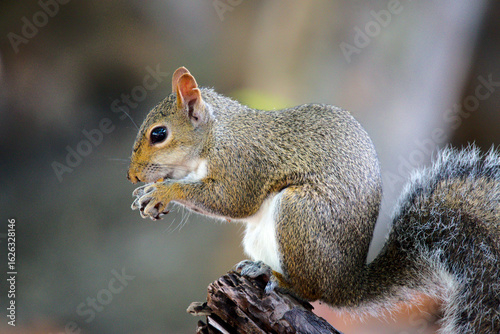 Grauhörnchen