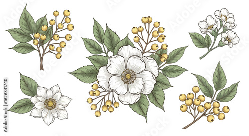 Vector Floral Botanical SVG Illustration with White Flowers and Yellow Berries in Modern Minimalist Style for Digital Design