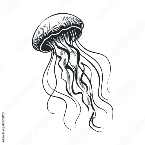Elegant jellyfish swimming gracefully in ocean waters