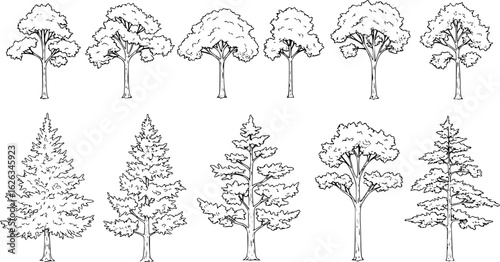 Set of coniferous and deciduous trees for architecture and landscape design, line drawing, contour. Vector illustration

