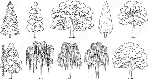 Set of coniferous and deciduous trees for architecture and landscape design, line drawing, contour. Vector illustration
