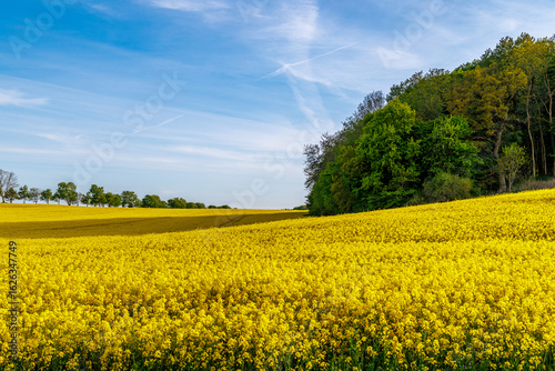 yellow rapeseed field and blue sky