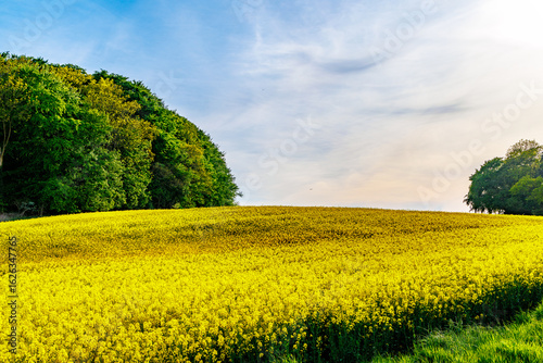 yellow canola field and blue sky