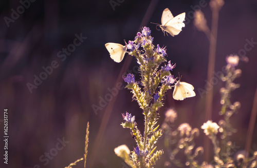 three white butterflies flying around wild flowers on wild meadow, close-up of rural nature, natural background.