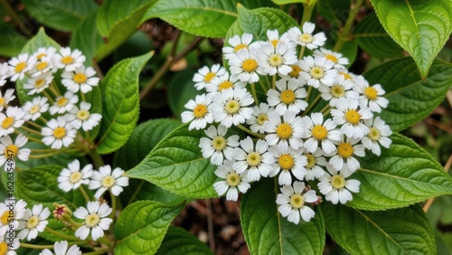 Cluster of small white flowers with yellow centers surrounded by green leaves