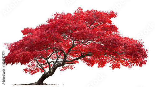 Japanese Maple Tree with Red and Orange Autumn Leaves on Transparent Background