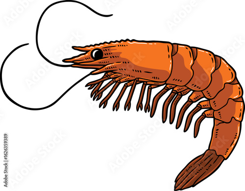 Vector Hand Drawn Fresh Cooked Prawn In White Background