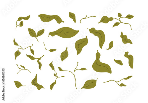 Set of green leaves isolated, olive green, leaf, foliage botanical, citrus leaves